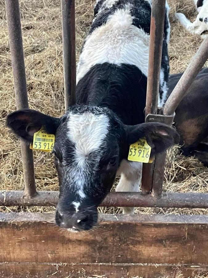 Schlafen Neben Den Kleinen Kaelbchen Im Kaelberiglu Bingum Kültér fotó