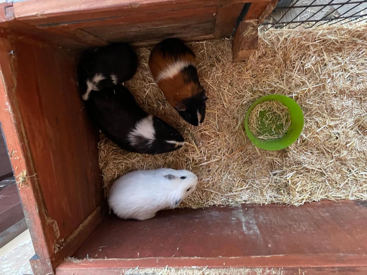 Schlafen Neben Den Kleinen Kaelbchen Im Kaelberiglu Bingum Kültér fotó
